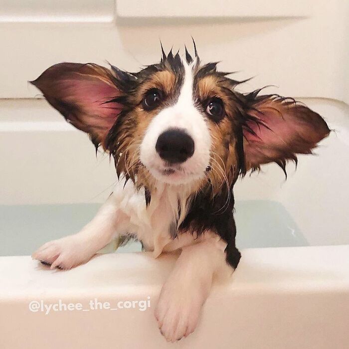 ‘WeRateDogs’ Shared 36 Pics Of Dogs Who Were Not Emotionally Prepared For Bath Time ‘WeRateDogs’ Shared 36 Pics Of Dogs Who Were Not Emotionally Prepared For Bath Time