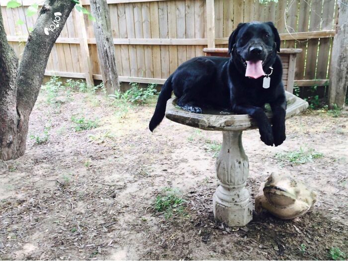 ‘WeRateDogs’ Shared 36 Pics Of Dogs Who Were Not Emotionally Prepared For Bath Time ‘WeRateDogs’ Shared 36 Pics Of Dogs Who Were Not Emotionally Prepared For Bath Time