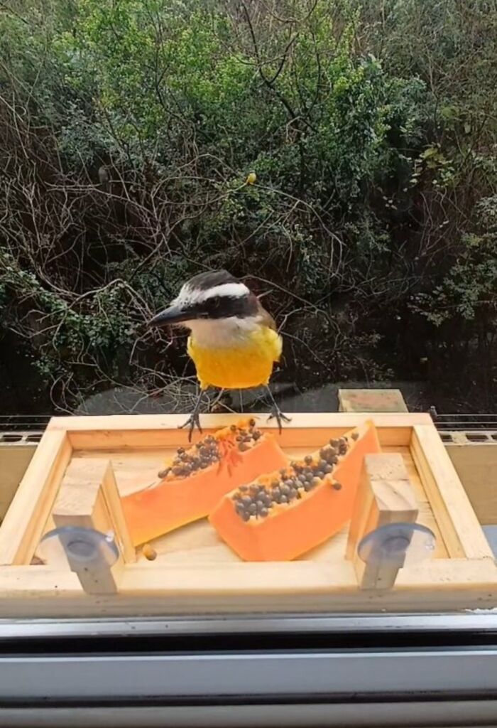 This Brazilian Man Turned His Window Into A Little “Bird Restaurant,” And 21 Photos Show The Guests This Brazilian Man Turned His Window Into A Little “Bird Restaurant,” And 21 Photos Show The Guests