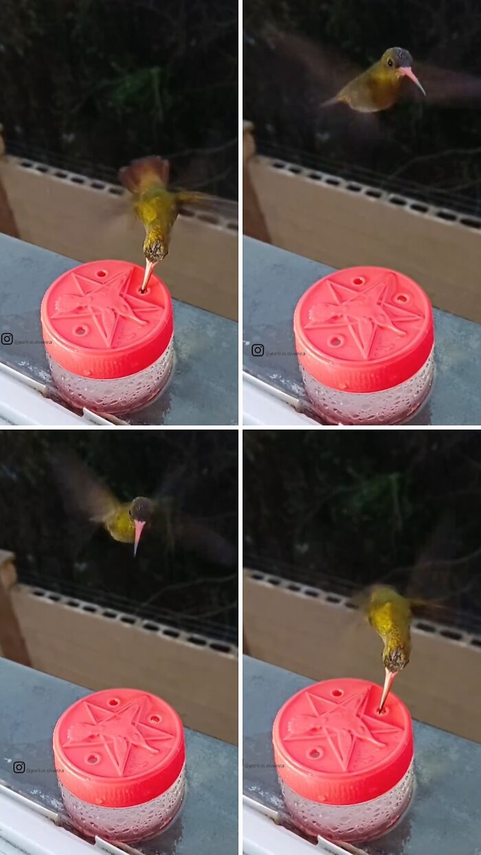 This Brazilian Man Turned His Window Into A Little “Bird Restaurant,” And 21 Photos Show The Guests This Brazilian Man Turned His Window Into A Little “Bird Restaurant,” And 21 Photos Show The Guests