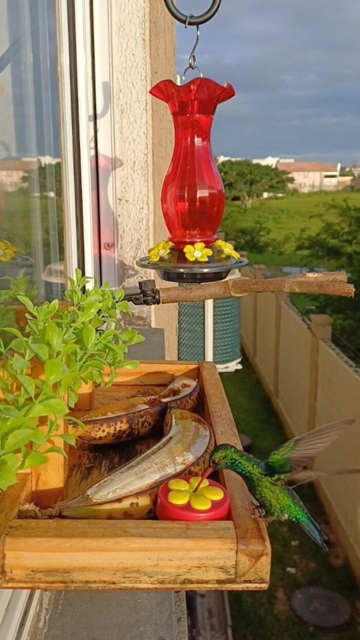 This Brazilian Man Turned His Window Into A Little “Bird Restaurant,” And 21 Photos Show The Guests This Brazilian Man Turned His Window Into A Little “Bird Restaurant,” And 21 Photos Show The Guests