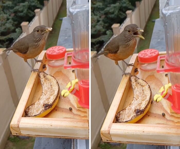 This Brazilian Man Turned His Window Into A Little “Bird Restaurant,” And 21 Photos Show The Guests This Brazilian Man Turned His Window Into A Little “Bird Restaurant,” And 21 Photos Show The Guests