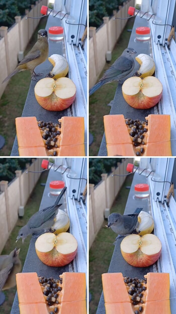 This Brazilian Man Turned His Window Into A Little “Bird Restaurant,” And 21 Photos Show The Guests This Brazilian Man Turned His Window Into A Little “Bird Restaurant,” And 21 Photos Show The Guests