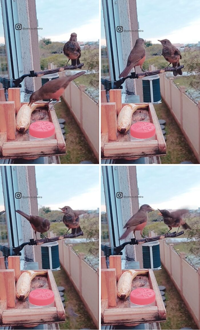 This Brazilian Man Turned His Window Into A Little “Bird Restaurant,” And 21 Photos Show The Guests This Brazilian Man Turned His Window Into A Little “Bird Restaurant,” And 21 Photos Show The Guests