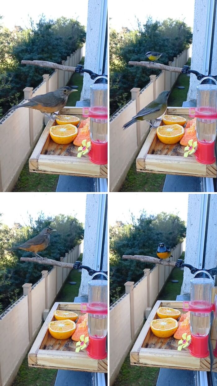 This Brazilian Man Turned His Window Into A Little “Bird Restaurant,” And 21 Photos Show The Guests This Brazilian Man Turned His Window Into A Little “Bird Restaurant,” And 21 Photos Show The Guests