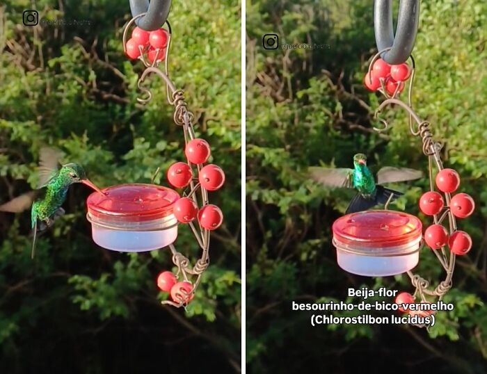 This Brazilian Man Turned His Window Into A Little “Bird Restaurant,” And 21 Photos Show The Guests This Brazilian Man Turned His Window Into A Little “Bird Restaurant,” And 21 Photos Show The Guests