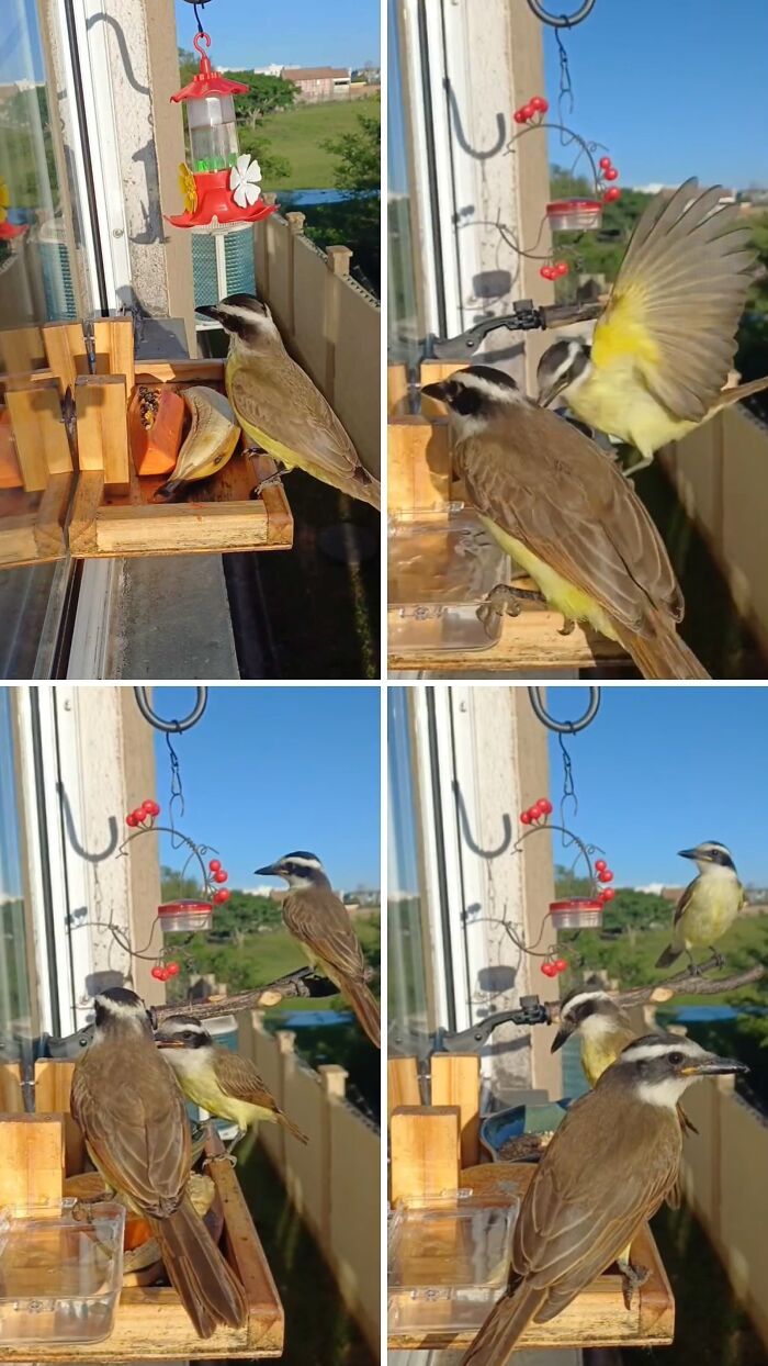 This Brazilian Man Turned His Window Into A Little “Bird Restaurant,” And 21 Photos Show The Guests This Brazilian Man Turned His Window Into A Little “Bird Restaurant,” And 21 Photos Show The Guests