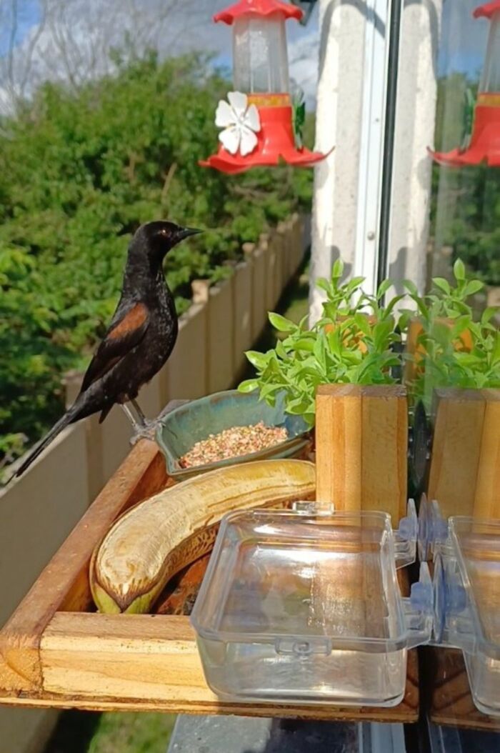 This Brazilian Man Turned His Window Into A Little “Bird Restaurant,” And 21 Photos Show The Guests This Brazilian Man Turned His Window Into A Little “Bird Restaurant,” And 21 Photos Show The Guests