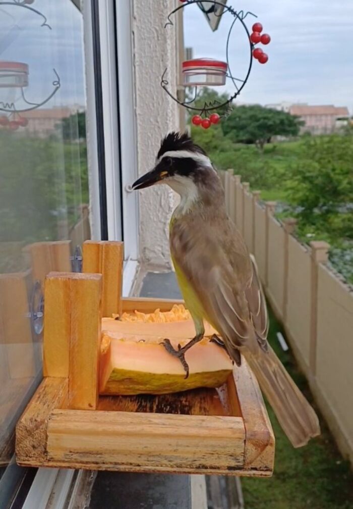 This Brazilian Man Turned His Window Into A Little “Bird Restaurant,” And 21 Photos Show The Guests This Brazilian Man Turned His Window Into A Little “Bird Restaurant,” And 21 Photos Show The Guests