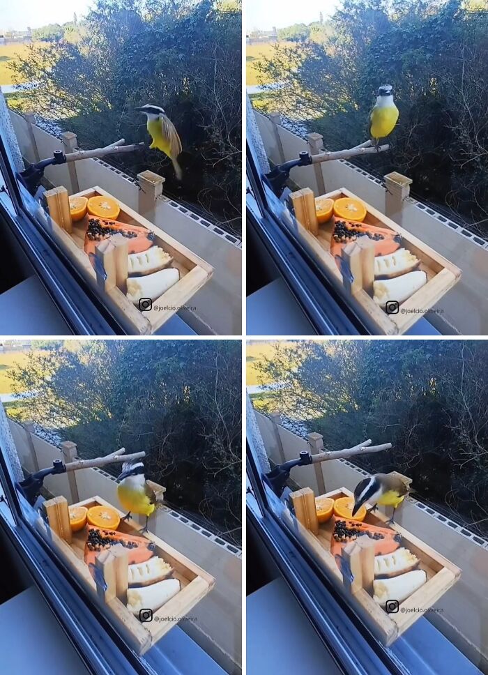 This Brazilian Man Turned His Window Into A Little “Bird Restaurant,” And 21 Photos Show The Guests This Brazilian Man Turned His Window Into A Little “Bird Restaurant,” And 21 Photos Show The Guests