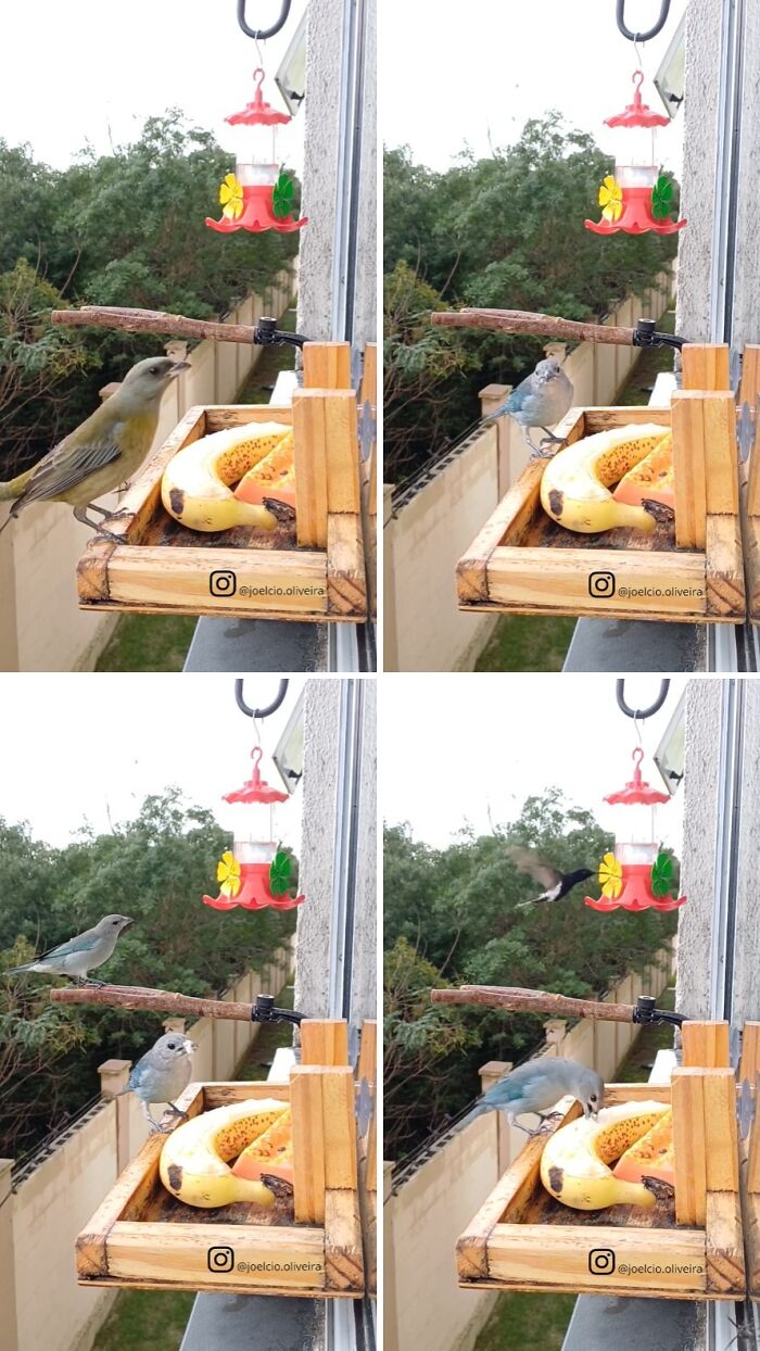 This Brazilian Man Turned His Window Into A Little “Bird Restaurant,” And 21 Photos Show The Guests This Brazilian Man Turned His Window Into A Little “Bird Restaurant,” And 21 Photos Show The Guests