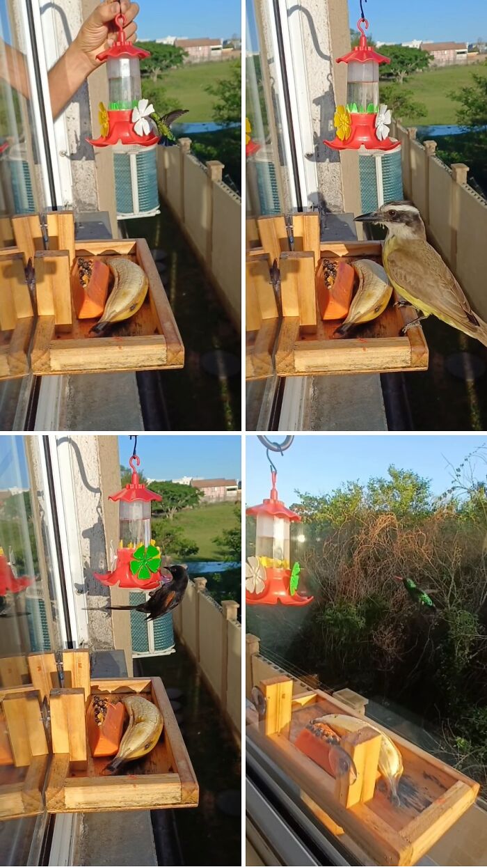 This Brazilian Man Turned His Window Into A Little “Bird Restaurant,” And 21 Photos Show The Guests This Brazilian Man Turned His Window Into A Little “Bird Restaurant,” And 21 Photos Show The Guests