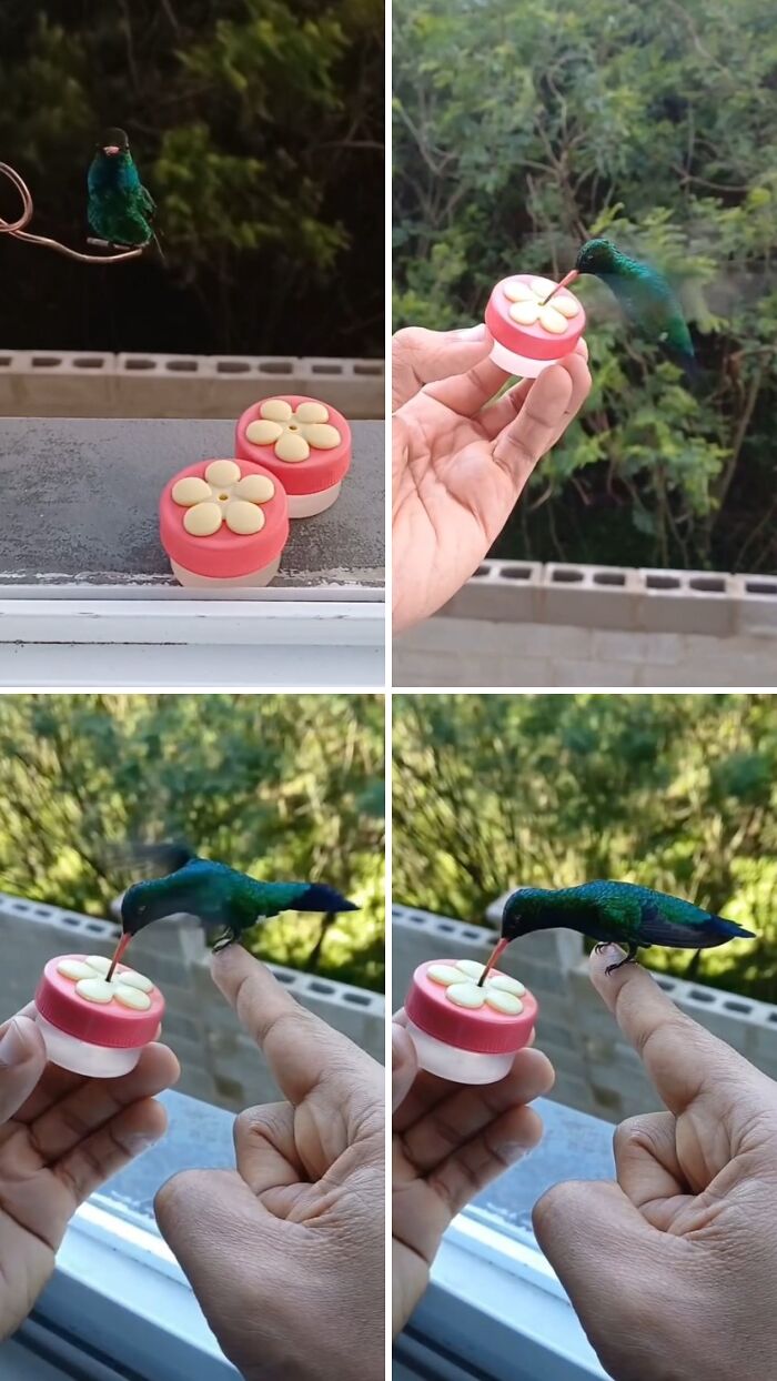 This Brazilian Man Turned His Window Into A Little “Bird Restaurant,” And 21 Photos Show The Guests This Brazilian Man Turned His Window Into A Little “Bird Restaurant,” And 21 Photos Show The Guests
