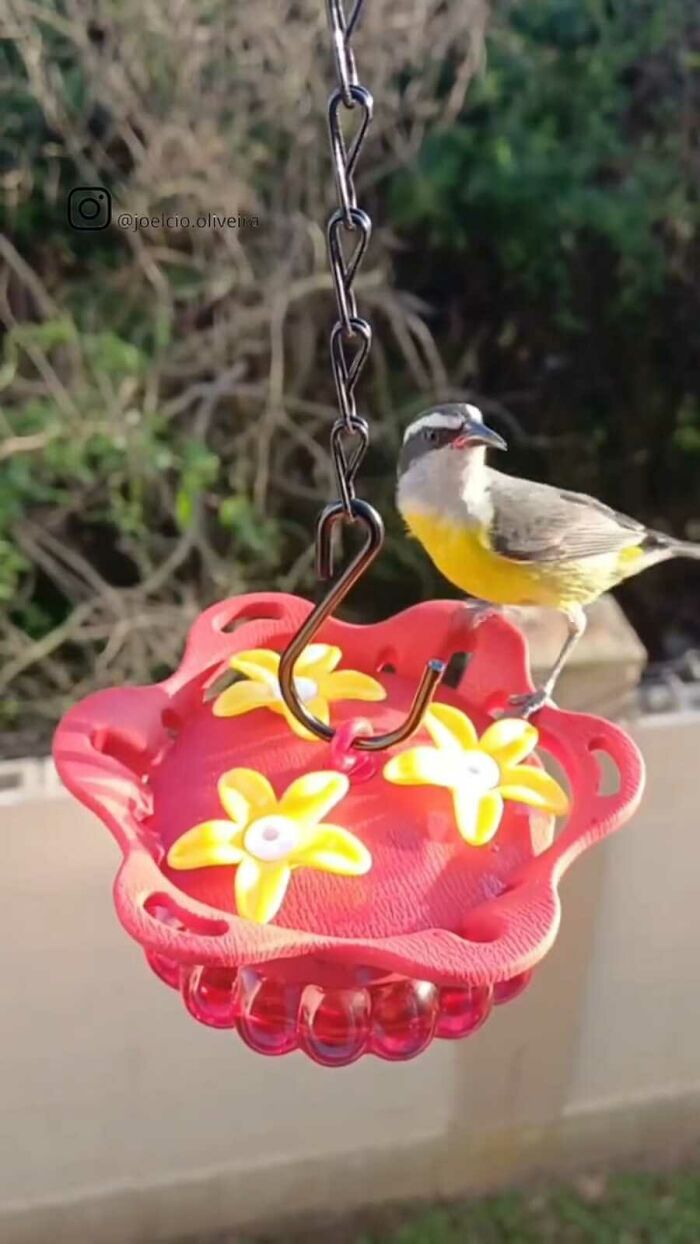 This Brazilian Man Turned His Window Into A Little “Bird Restaurant,” And 21 Photos Show The Guests This Brazilian Man Turned His Window Into A Little “Bird Restaurant,” And 21 Photos Show The Guests
