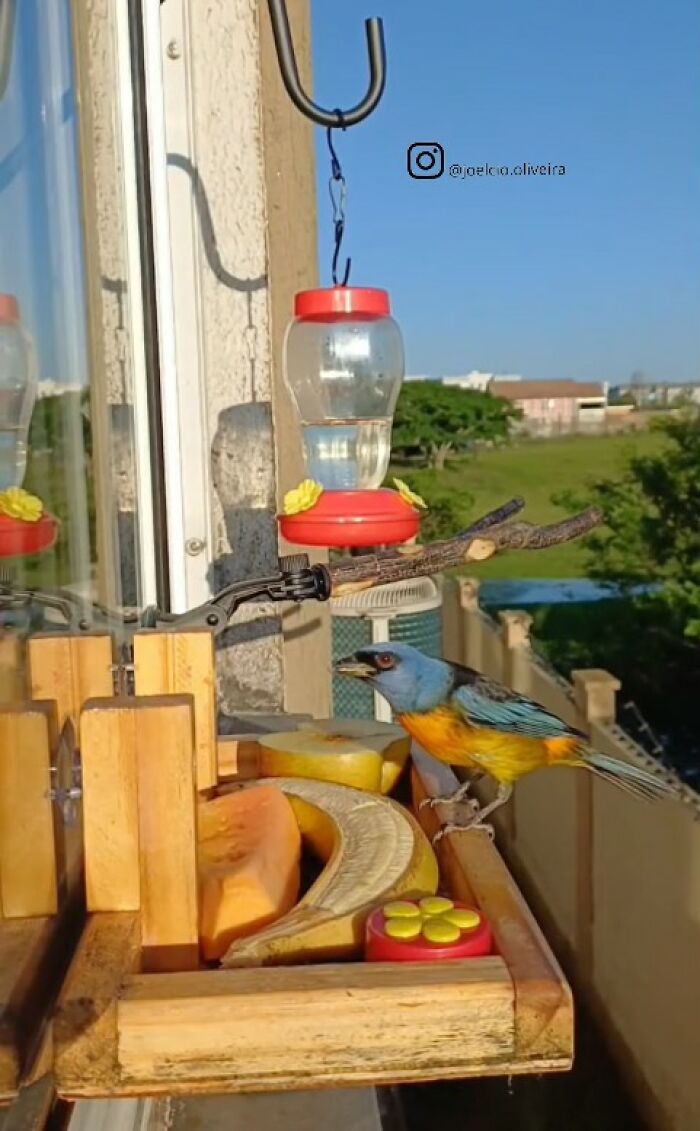 This Brazilian Man Turned His Window Into A Little “Bird Restaurant,” And 21 Photos Show The Guests This Brazilian Man Turned His Window Into A Little “Bird Restaurant,” And 21 Photos Show The Guests