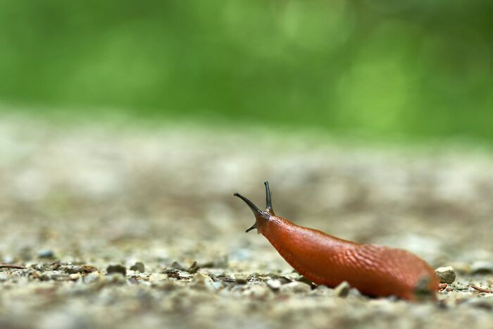 19YO Accepts Friends’ Slug-Eating Dare, Then A Hidden Parasite Causes A Devastating Brain Illness 19YO Accepts Friends’ Slug-Eating Dare, Then A Hidden Parasite Causes A Devastating Brain Illness