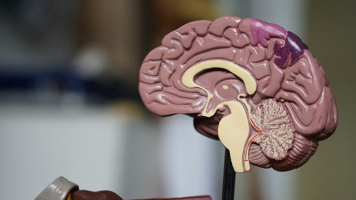 19YO Accepts Friends’ Slug-Eating Dare, Then A Hidden Parasite Causes A Devastating Brain Illness 19YO Accepts Friends’ Slug-Eating Dare, Then A Hidden Parasite Causes A Devastating Brain Illness