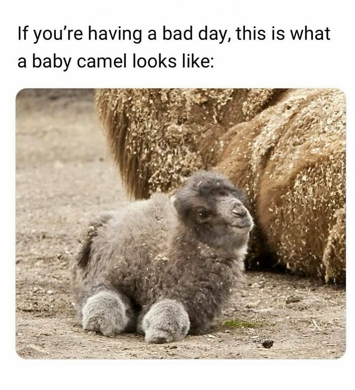 90 Interesting And Uplifting Posts That Are A Much-Needed Break From Everything Going On (New Pics)