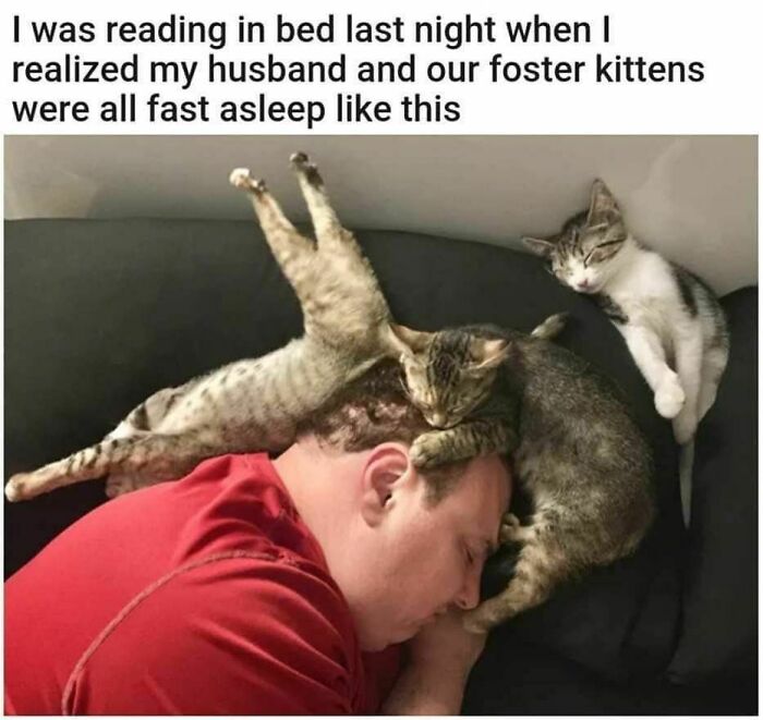 70 Funny Cat Memes Shared By This Page To Send Your Furry Friend And Lift Your Spirits