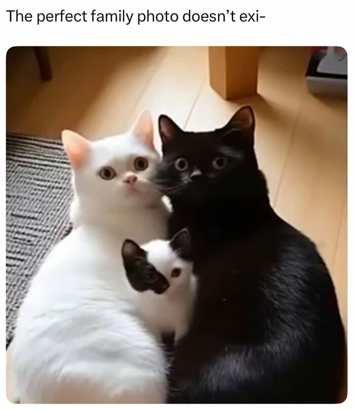 70 Funny Cat Memes Shared By This Page To Send Your Furry Friend And Lift Your Spirits