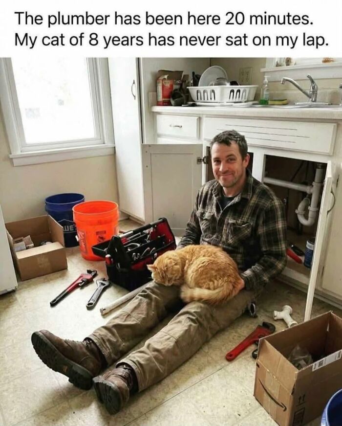 70 Funny Cat Memes Shared By This Page To Send Your Furry Friend And Lift Your Spirits