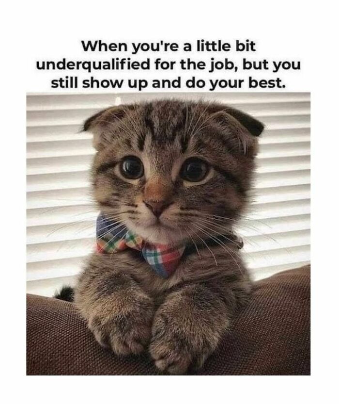 70 Funny Cat Memes Shared By This Page To Send Your Furry Friend And Lift Your Spirits