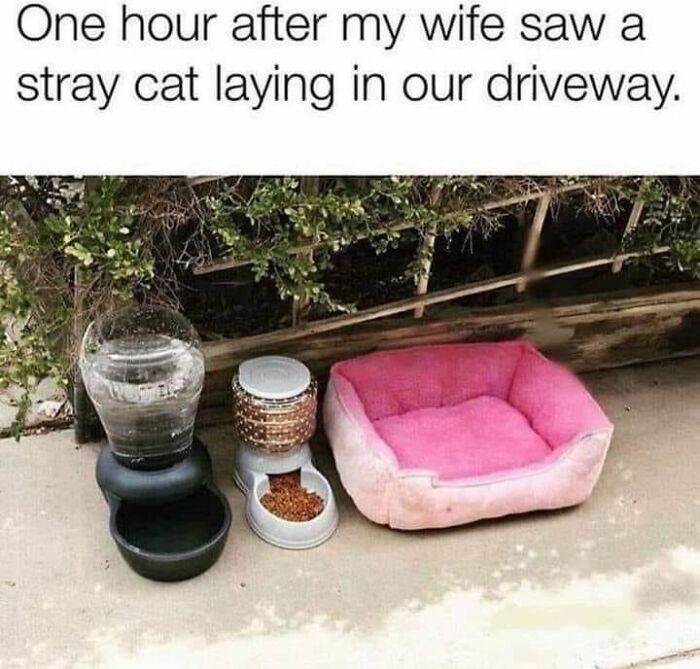 70 Funny Cat Memes Shared By This Page To Send Your Furry Friend And Lift Your Spirits