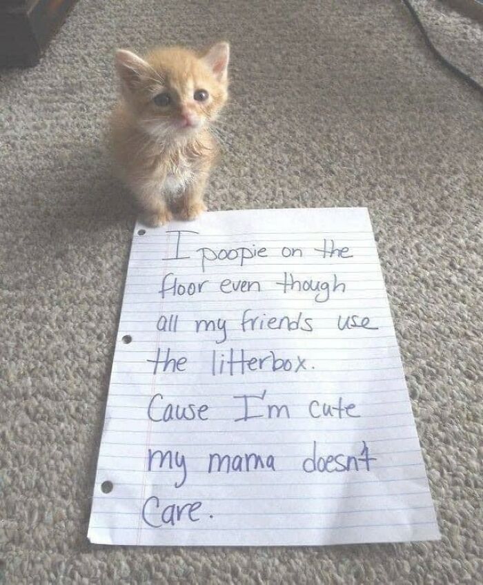 70 Funny Cat Memes Shared By This Page To Send Your Furry Friend And Lift Your Spirits