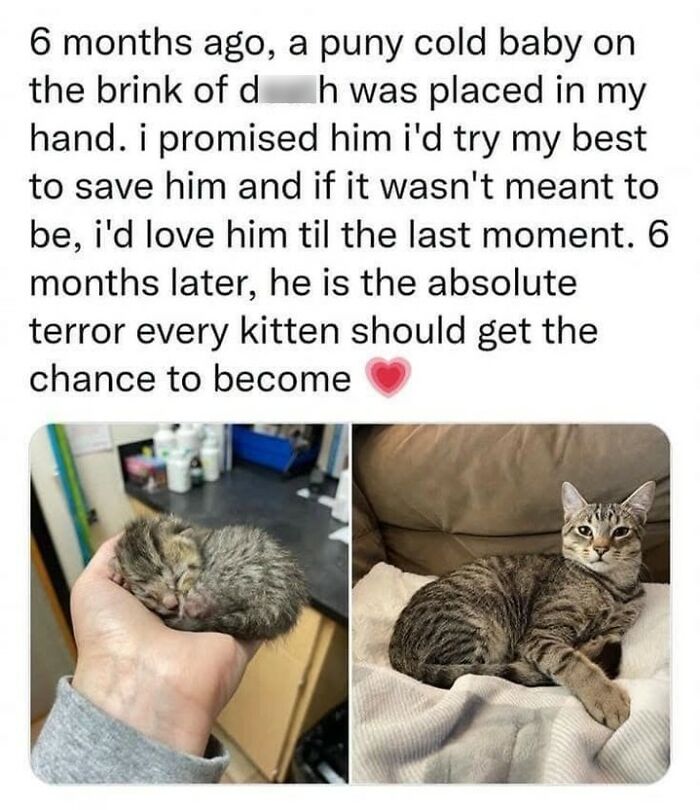 70 Funny Cat Memes Shared By This Page To Send Your Furry Friend And Lift Your Spirits
