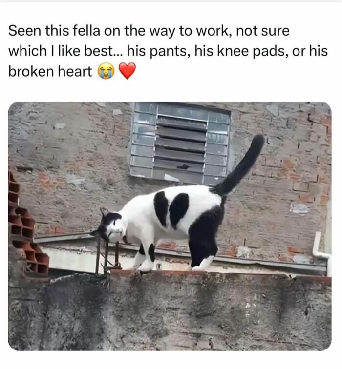 70 Funny Cat Memes Shared By This Page To Send Your Furry Friend And Lift Your Spirits