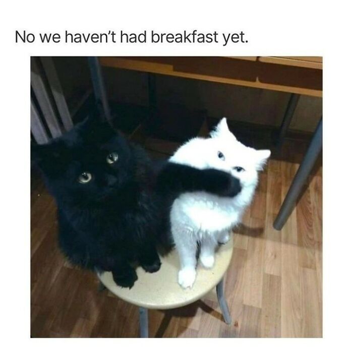 70 Funny Cat Memes Shared By This Page To Send Your Furry Friend And Lift Your Spirits