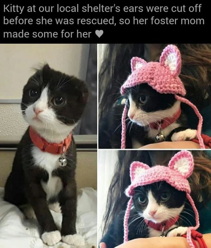 70 Funny Cat Memes Shared By This Page To Send Your Furry Friend And Lift Your Spirits
