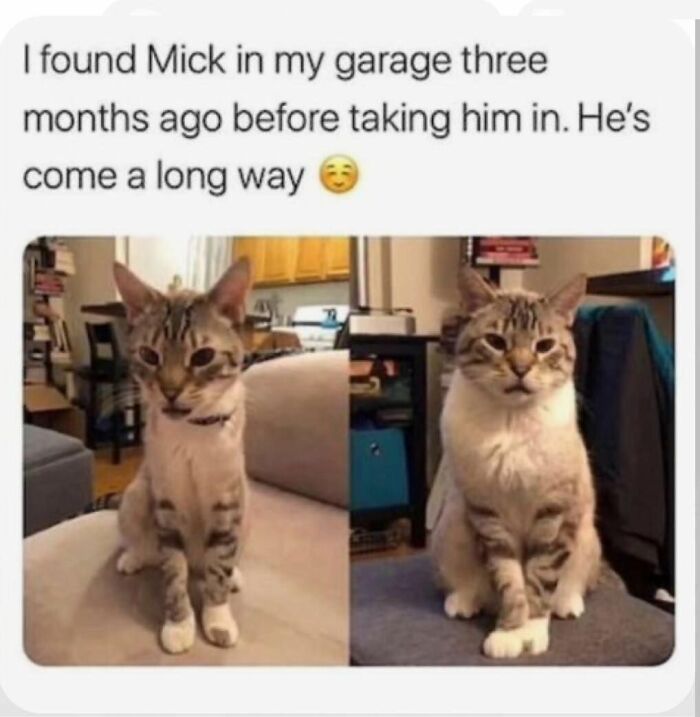 70 Funny Cat Memes Shared By This Page To Send Your Furry Friend And Lift Your Spirits