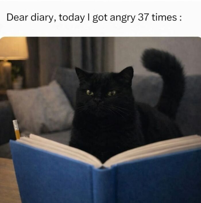 70 Funny Cat Memes Shared By This Page To Send Your Furry Friend And Lift Your Spirits