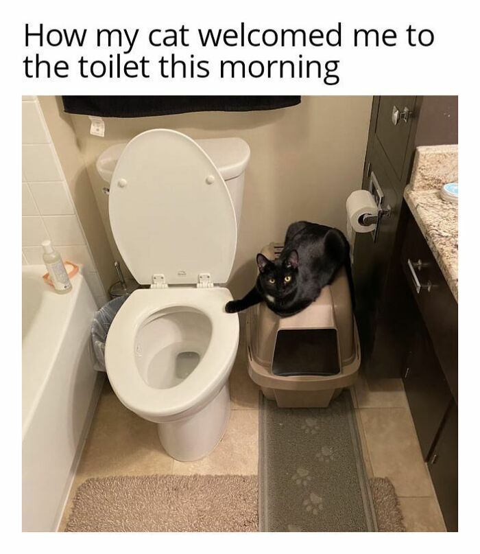 70 Funny Cat Memes Shared By This Page To Send Your Furry Friend And Lift Your Spirits