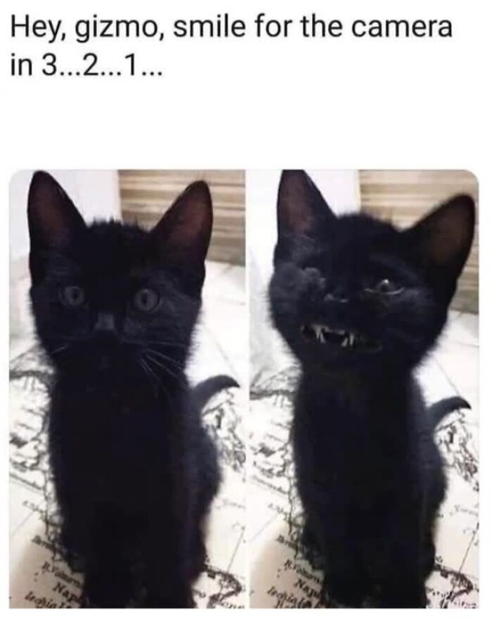 70 Funny Cat Memes Shared By This Page To Send Your Furry Friend And Lift Your Spirits