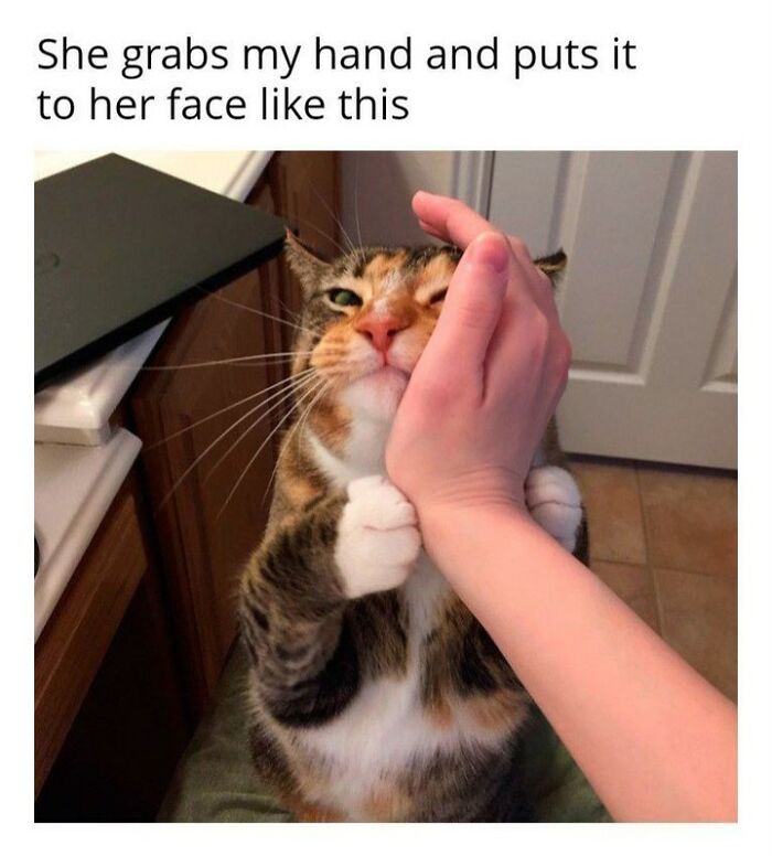 70 Funny Cat Memes Shared By This Page To Send Your Furry Friend And Lift Your Spirits