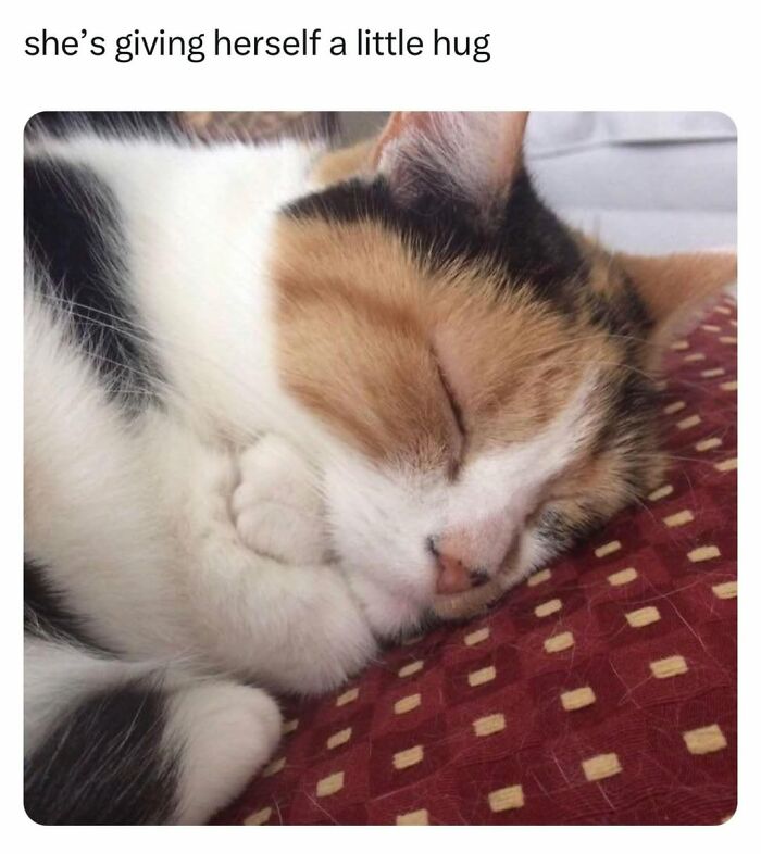 70 Funny Cat Memes Shared By This Page To Send Your Furry Friend And Lift Your Spirits