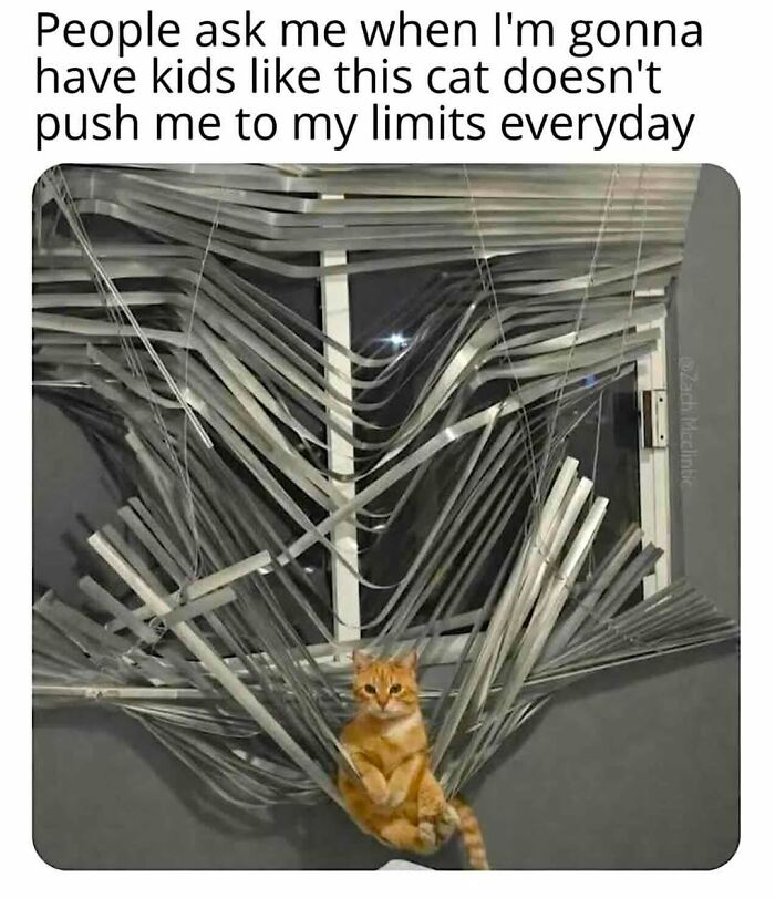 70 Funny Cat Memes Shared By This Page To Send Your Furry Friend And Lift Your Spirits