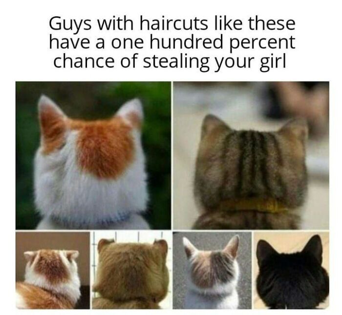 70 Funny Cat Memes Shared By This Page To Send Your Furry Friend And Lift Your Spirits