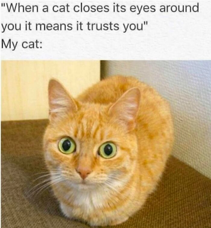 70 Funny Cat Memes Shared By This Page To Send Your Furry Friend And Lift Your Spirits