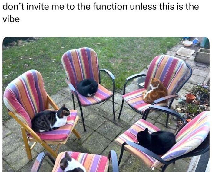70 Funny Cat Memes Shared By This Page To Send Your Furry Friend And Lift Your Spirits