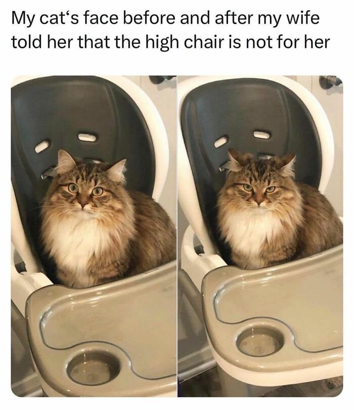 70 Funny Cat Memes Shared By This Page To Send Your Furry Friend And Lift Your Spirits