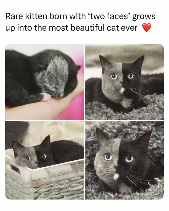 70 Funny Cat Memes Shared By This Page To Send Your Furry Friend And Lift Your Spirits