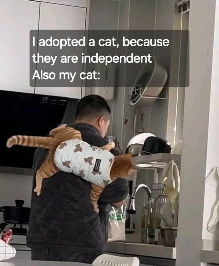 70 Funny Cat Memes Shared By This Page To Send Your Furry Friend And Lift Your Spirits