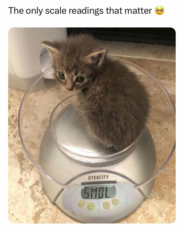 70 Funny Cat Memes Shared By This Page To Send Your Furry Friend And Lift Your Spirits