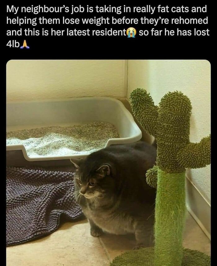70 Funny Cat Memes Shared By This Page To Send Your Furry Friend And Lift Your Spirits