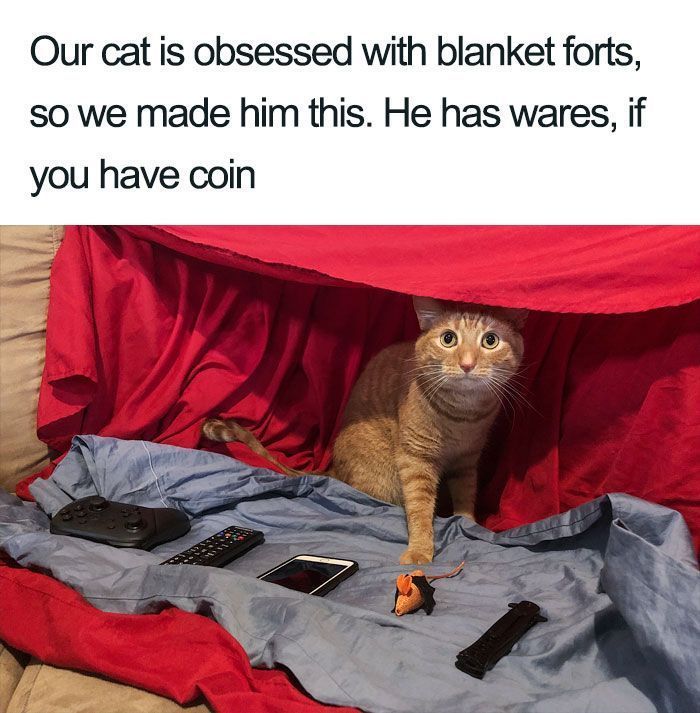 70 Funny Cat Memes Shared By This Page To Send Your Furry Friend And Lift Your Spirits