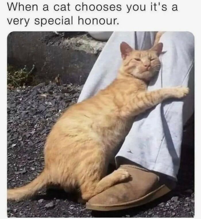 70 Funny Cat Memes Shared By This Page To Send Your Furry Friend And Lift Your Spirits