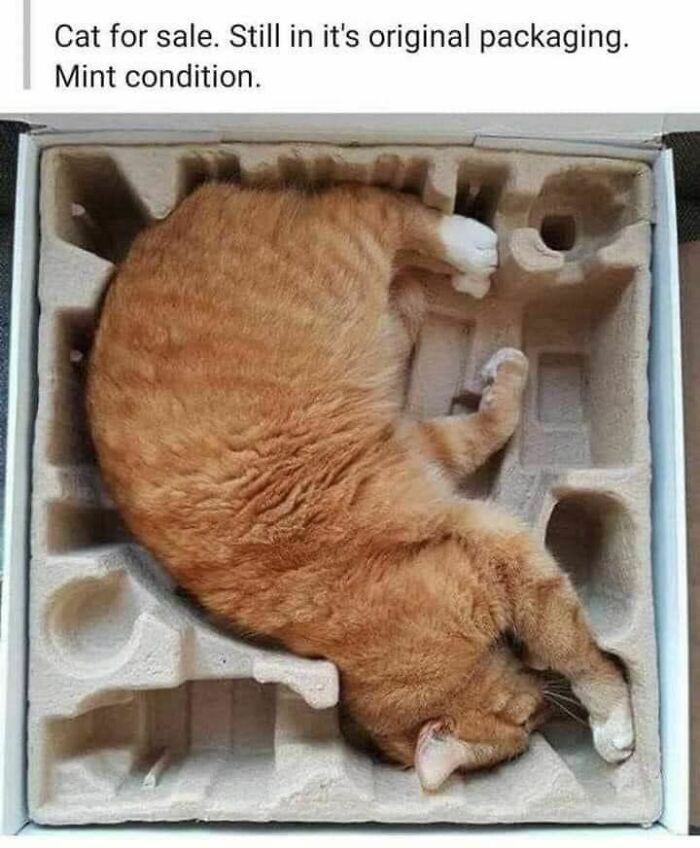 70 Funny Cat Memes Shared By This Page To Send Your Furry Friend And Lift Your Spirits